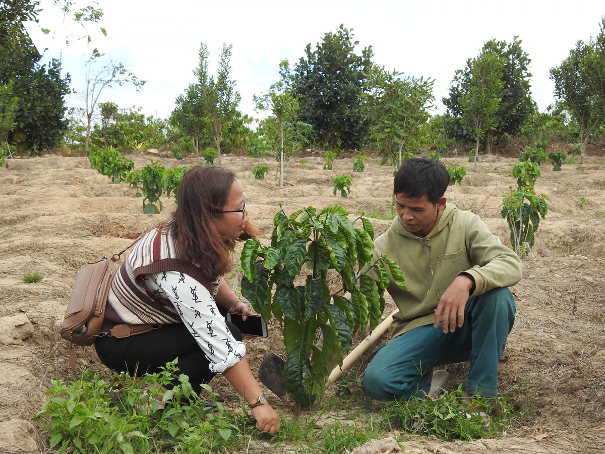 kon tum hỗ trợ hơn 16.500 hộ dân cải tạo vườn tạp, phát triển kinh tế hình ảnh 2 kon tum ho tro hon 16.500 ho dan cai tao vuon tap, phat trien kinh te hinh anh 2