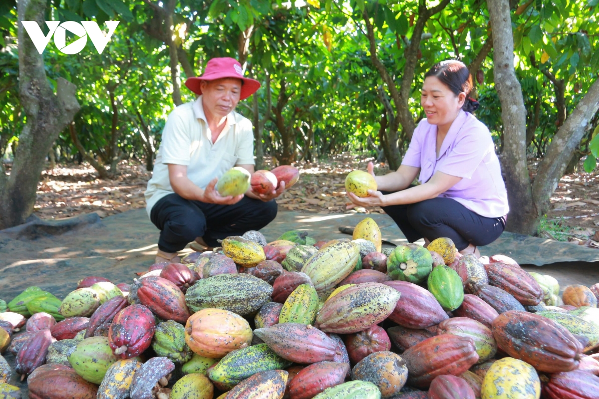 Đắk lắk nắm bắt cơ hội phục hồi và phát triển ca cao hình ảnh 1 Dak lak nam bat co hoi phuc hoi va phat trien ca cao hinh anh 1