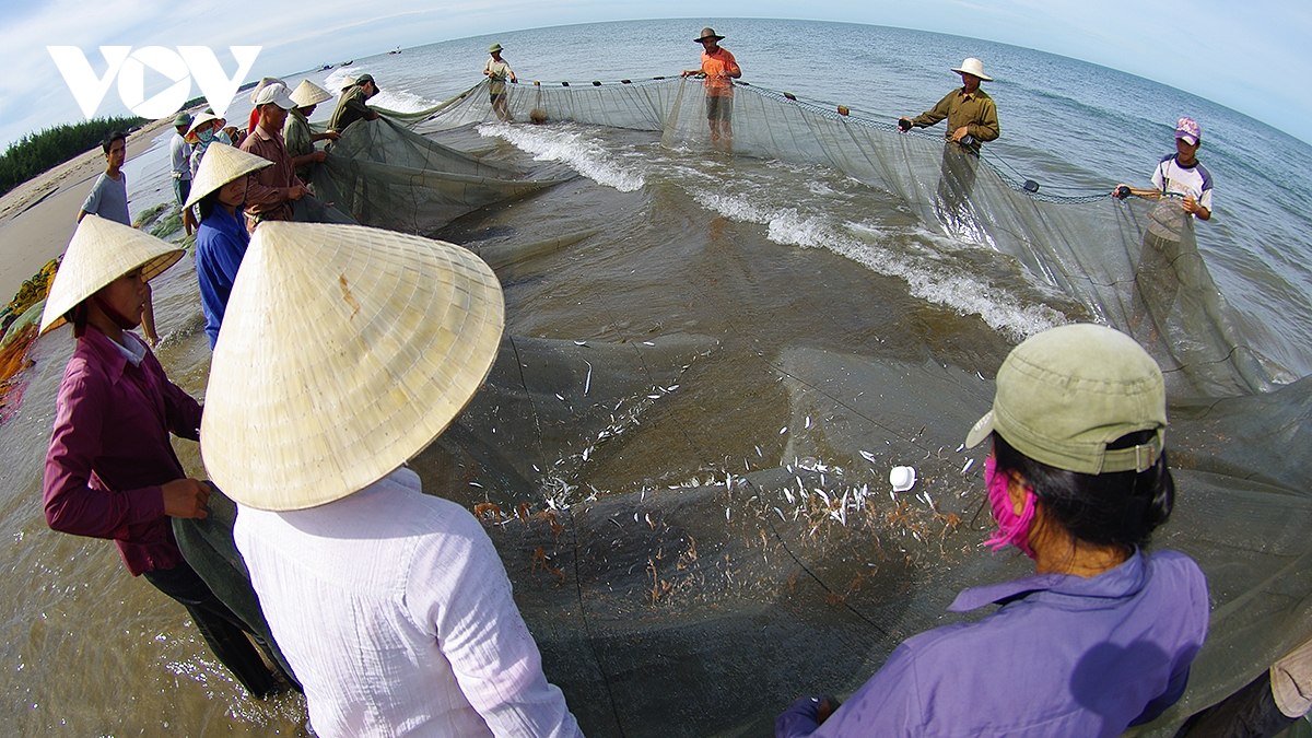 nghề lưới rùng, bức tranh dung dị lúc bình minh trên biển tĩnh gia, thanh hóa hình ảnh 8 nghe luoi rung, buc tranh dung di luc binh minh tren bien tinh gia, thanh hoa hinh anh 8
