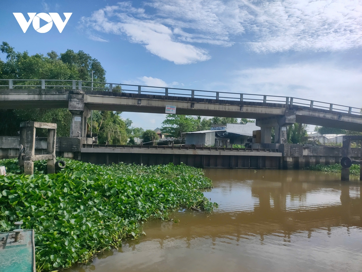 nồng độ mặn tại huyện long mỹ hậu giang vẫn ở mức cao hình ảnh 2 nong do man tai huyen long my hau giang van o muc cao hinh anh 2