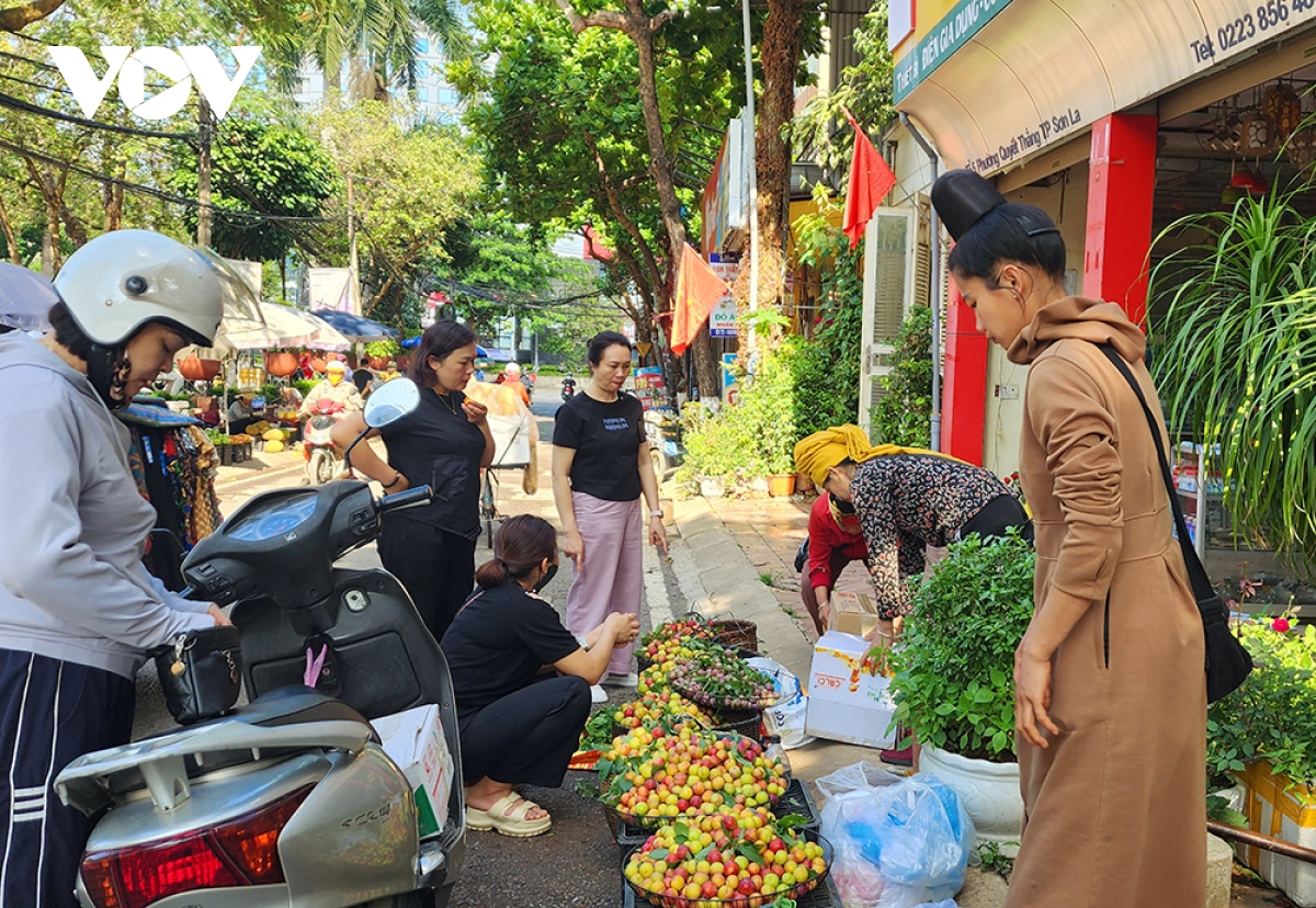 mận tam hoa cherry sơn la đắt hàng dịp nghỉ lễ hình ảnh 4 man tam hoa cherry son la dat hang dip nghi le hinh anh 4