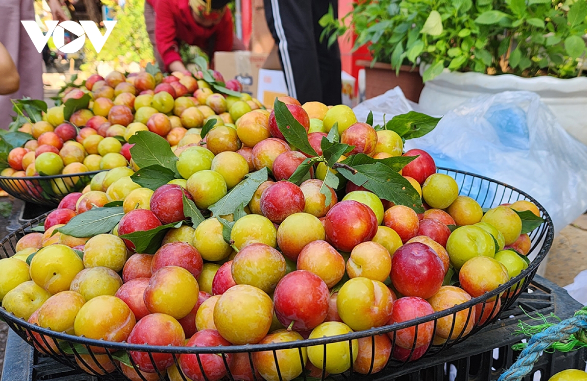 mận tam hoa cherry sơn la đắt hàng dịp nghỉ lễ hình ảnh 3 man tam hoa cherry son la dat hang dip nghi le hinh anh 3