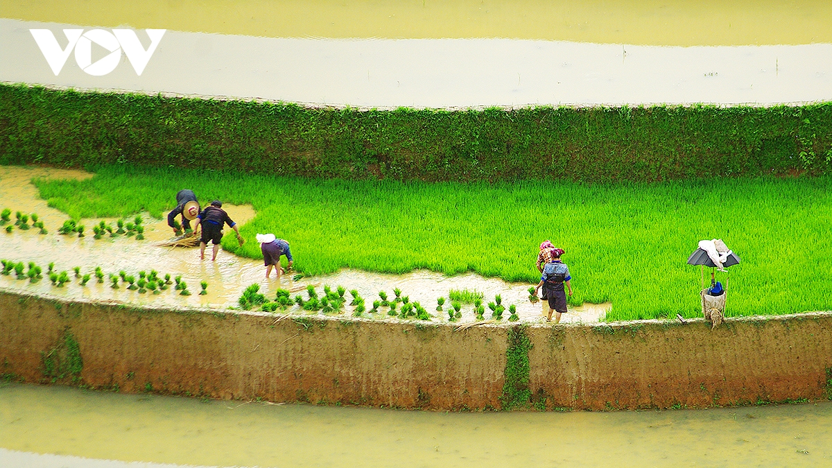 kham pha ruong bac thang mu cang chai mua nuoc do hinh anh 3