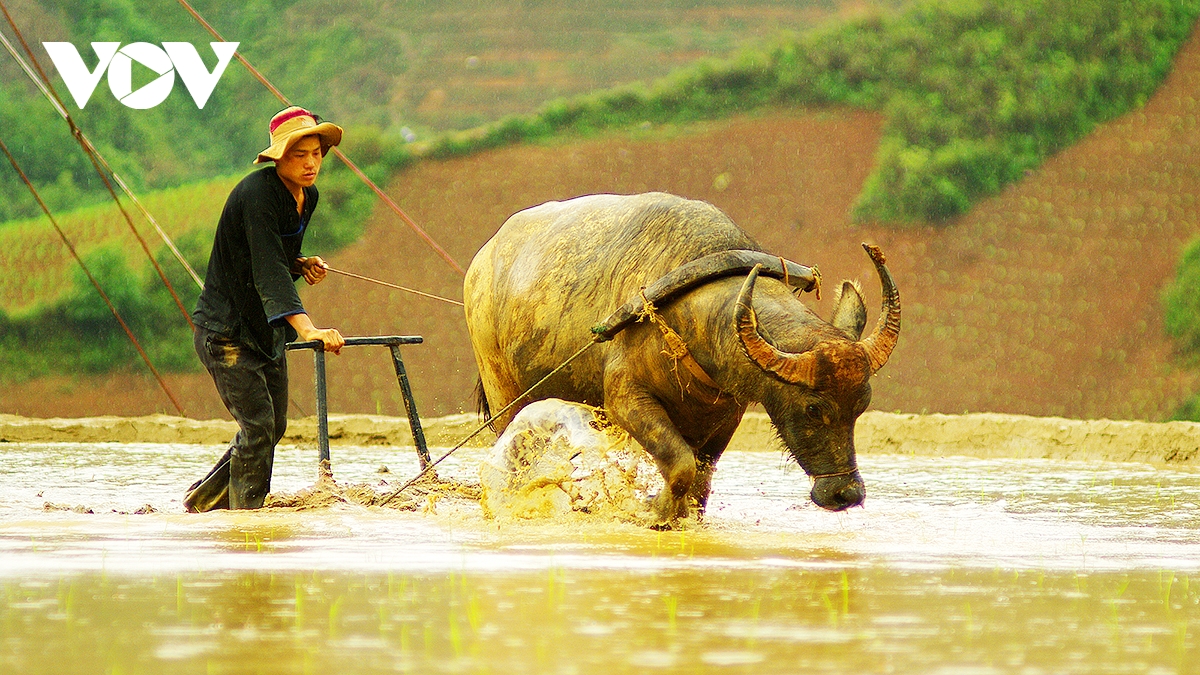 kham pha ruong bac thang mu cang chai mua nuoc do hinh anh 4