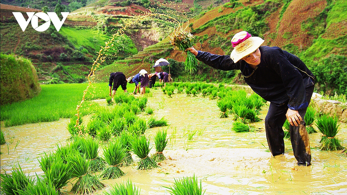 kham pha ruong bac thang mu cang chai mua nuoc do hinh anh 5