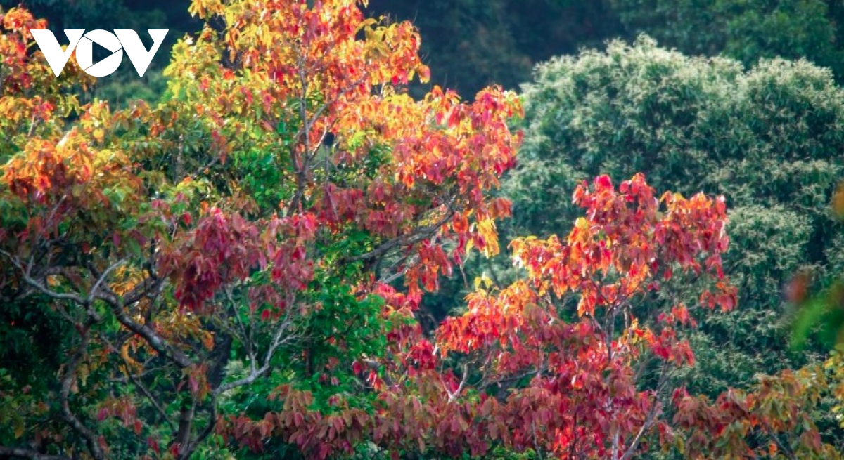 Leaf-changing season paints Son Tra in vibrant hues