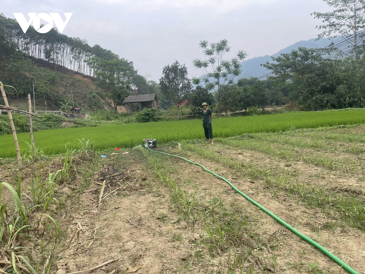 hơn 1.900ha cây trồng ở bắc kạn bị ảnh hưởng do hạn hán kéo dài hình ảnh 1 hon 1.900ha cay trong o bac kan bi anh huong do han han keo dai hinh anh 1