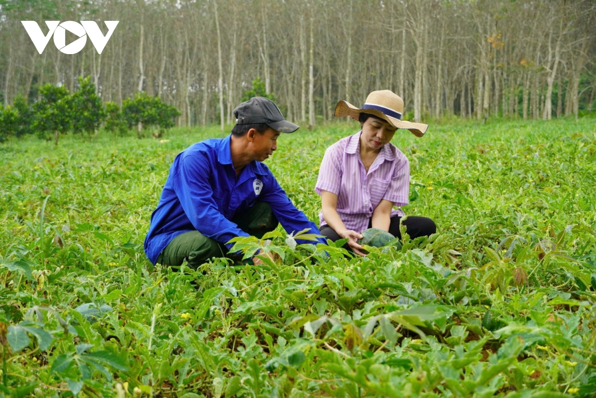 mất mùa, mất giá ở thủ phủ trồng dưa hấu tại quảng bình hình ảnh 5 mat mua, mat gia o thu phu trong dua hau tai quang binh hinh anh 5