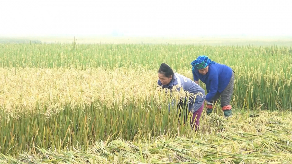 năng suất lúa đông xuân trên cánh đồng mường lò giảm mạnh do thời tiết bất lợi hình ảnh 1 nang suat lua dong xuan tren canh dong muong lo giam manh do thoi tiet bat loi hinh anh 1