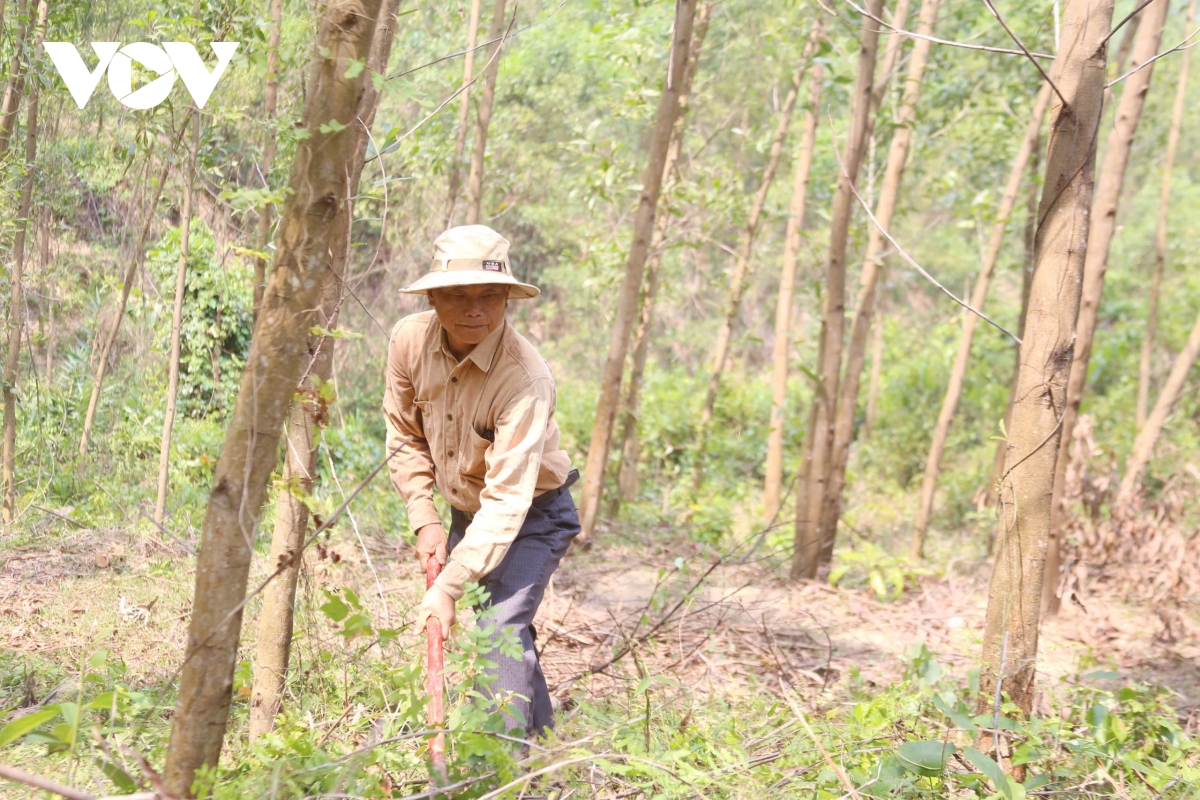 Đà nẵng tăng cường phòng chống cháy rừng mùa nắng nóng hình ảnh 1 Da nang tang cuong phong chong chay rung mua nang nong hinh anh 1