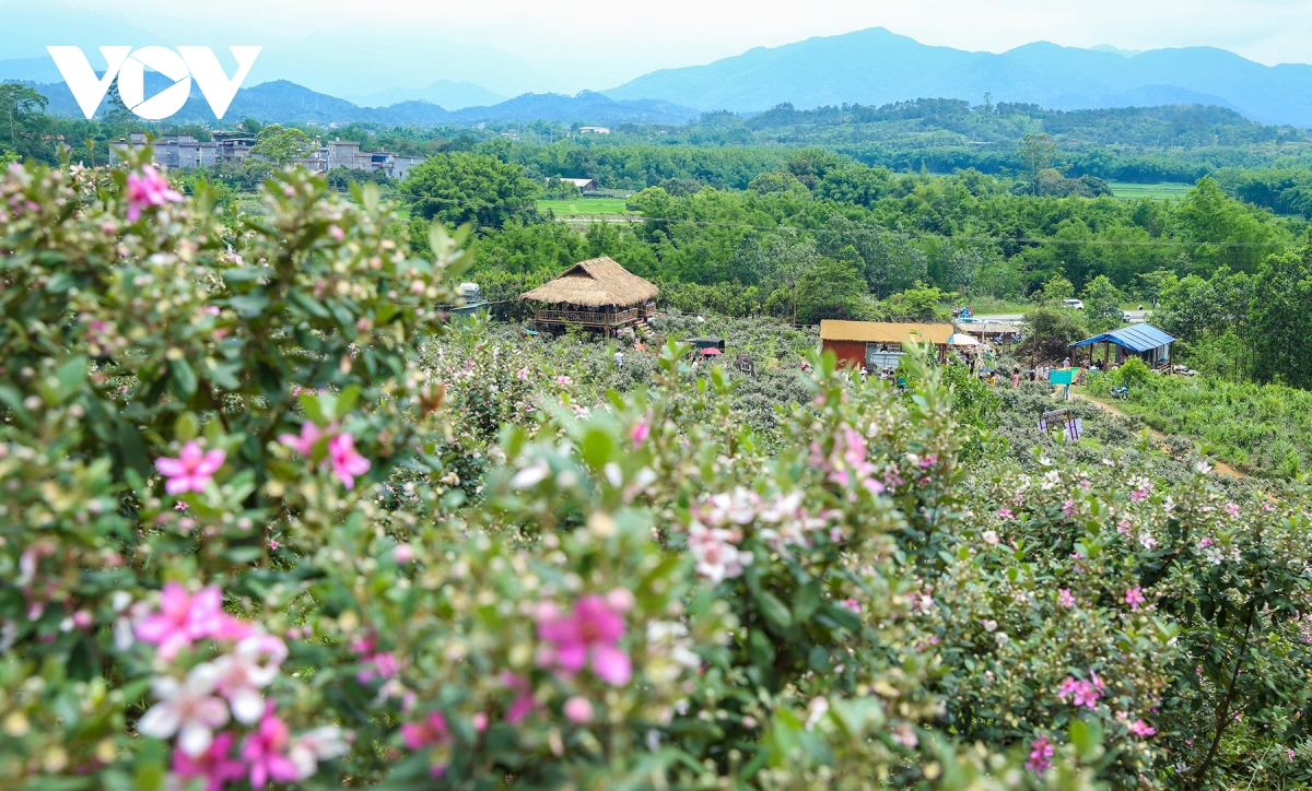 ชมความงามตระการตาของดอกไม้สีม่วงป่าแห่งภาคตะวันออกเฉียงเหนือ ภาพที่ 1