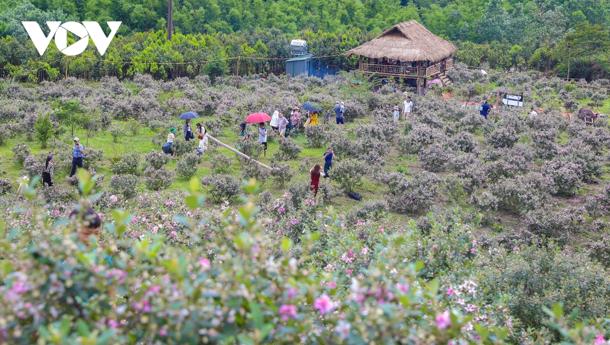 ชมความงามตระการตาของดอกไม้สีม่วงป่าแห่งภาคตะวันออกเฉียงเหนือ ภาพที่ 5