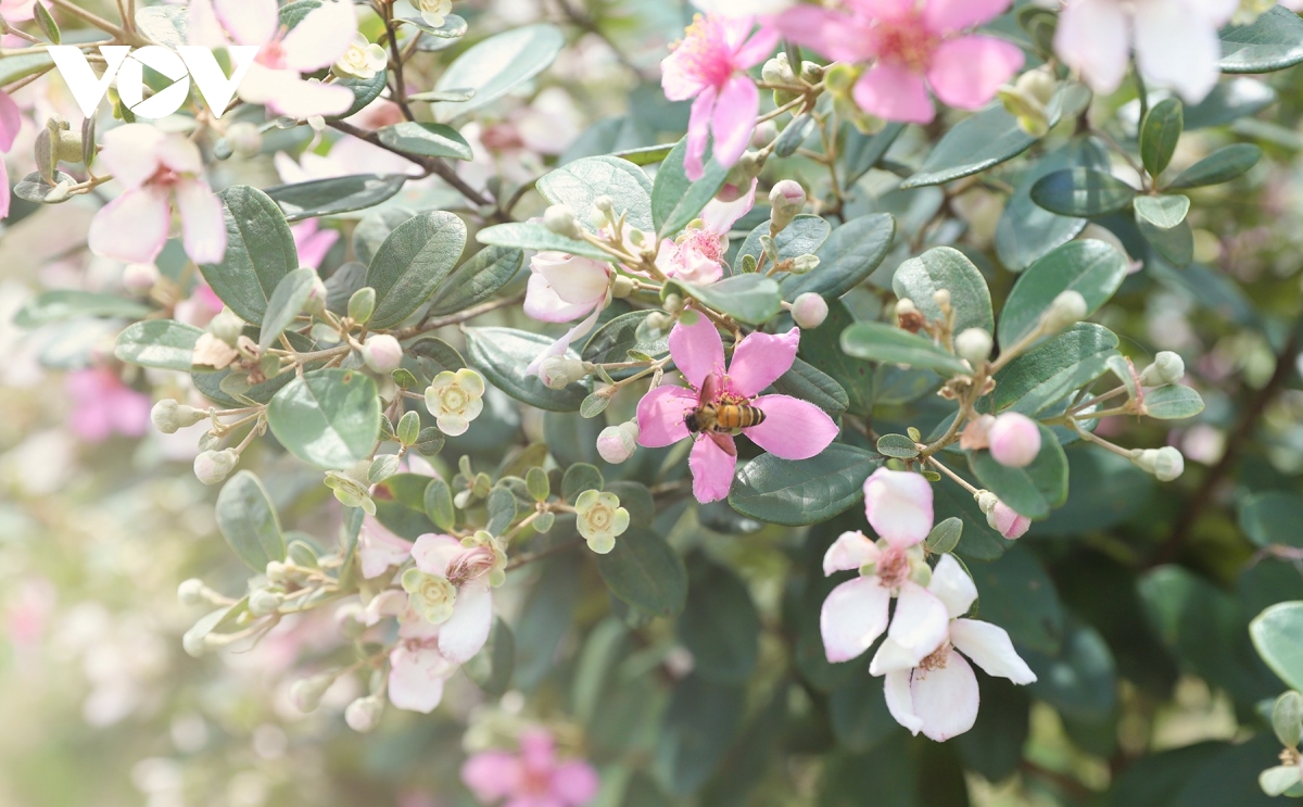 ชมความงามตระการตาของดอกไม้สีม่วงป่าแห่งภาคตะวันออกเฉียงเหนือ ภาพที่ 6