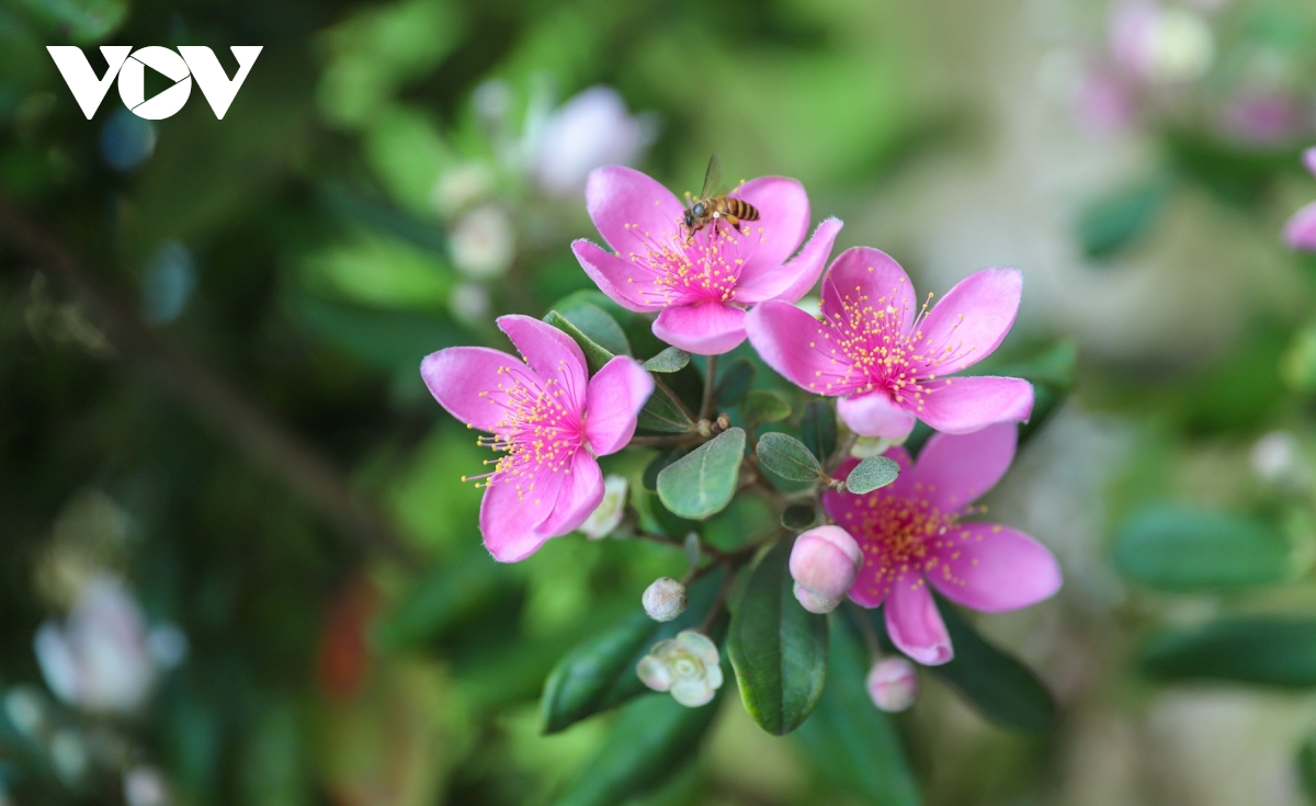 ชมความงามตระการตาของดอกไม้สีม่วงป่าแห่งภาคตะวันออกเฉียงเหนือ ภาพที่ 7