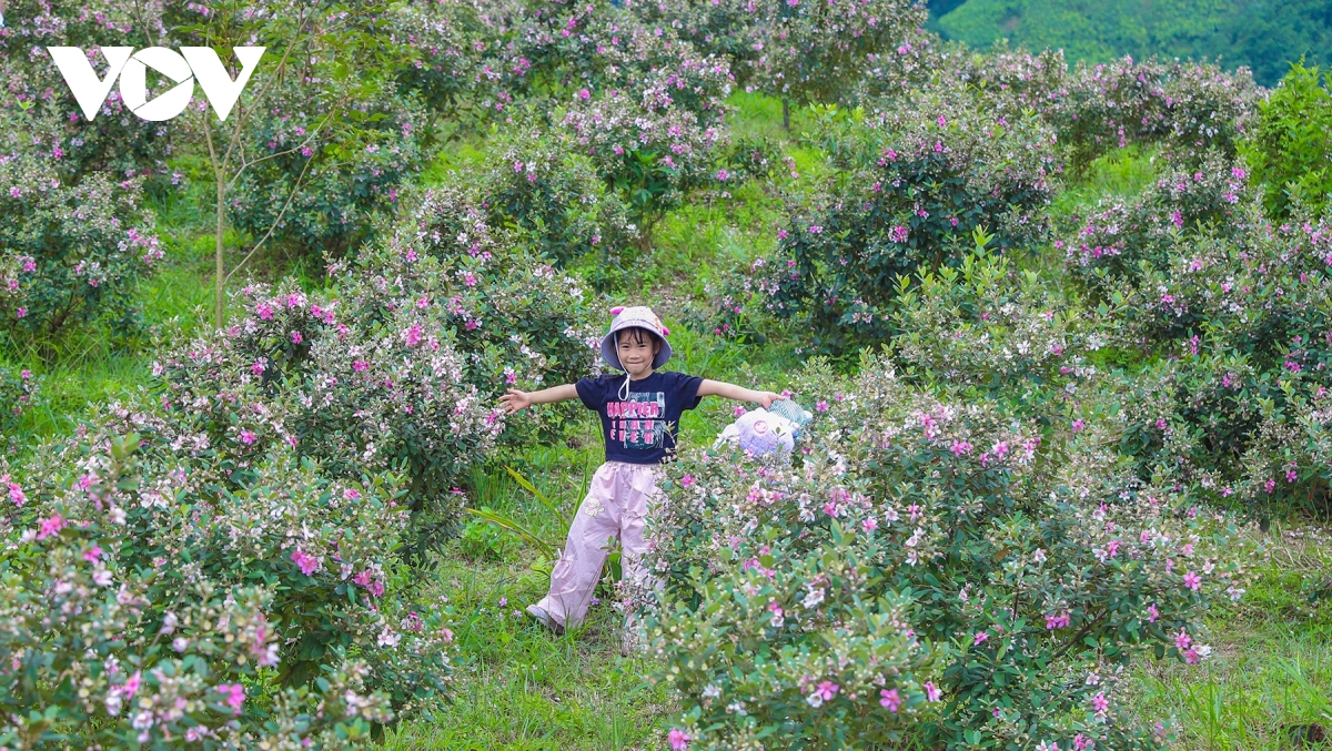 ชมความงามตระการตาของดอกไม้สีม่วงป่าแห่งภาคตะวันออกเฉียงเหนือ ภาพที่ 9