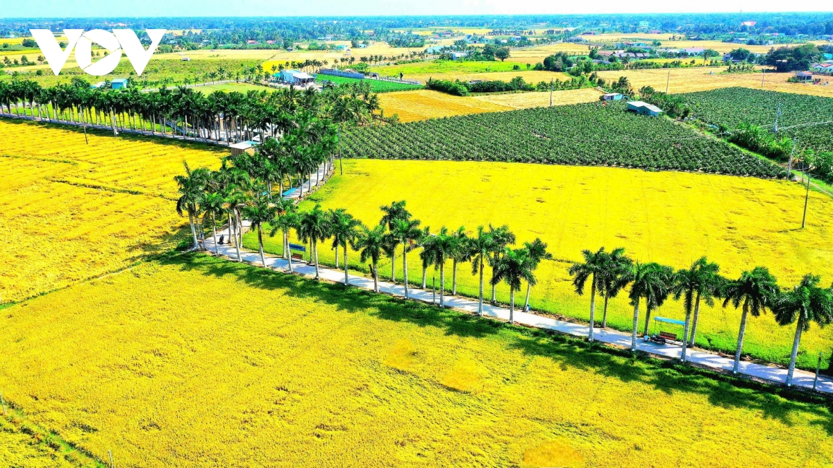 Đờn ca tài tử đánh thức sông vàm cỏ, dẫn lối du khách về long an hình ảnh 4 Don ca tai tu danh thuc song vam co, dan loi du khach ve long an hinh anh 4