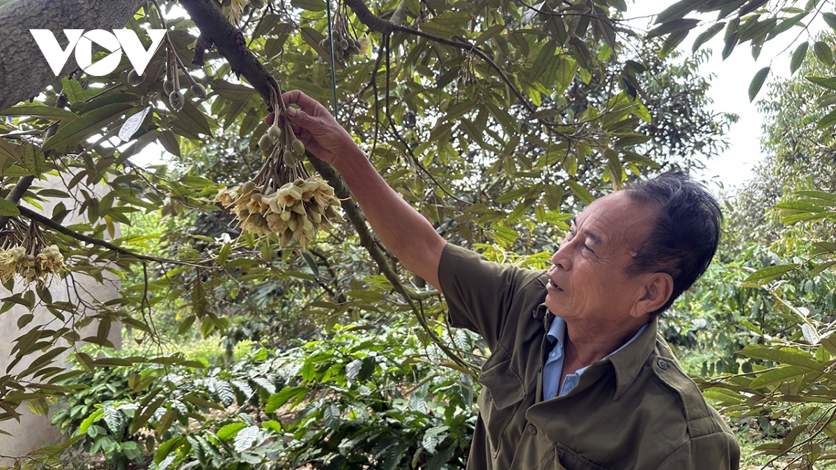 Đắk lắk ký kết nghiên cứu nâng chuẩn sầu riêng xuất khẩu hình ảnh 2 Dak lak ky ket nghien cuu nang chuan sau rieng xuat khau hinh anh 2