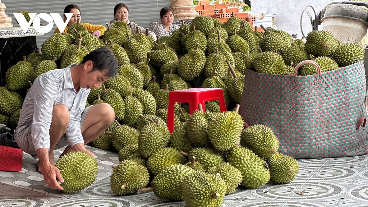 tiền giang tìm giải pháp kiểm soát chất cadimi trong trái sầu riêng hình ảnh 1 tien giang tim giai phap kiem soat chat cadimi trong trai sau rieng hinh anh 1