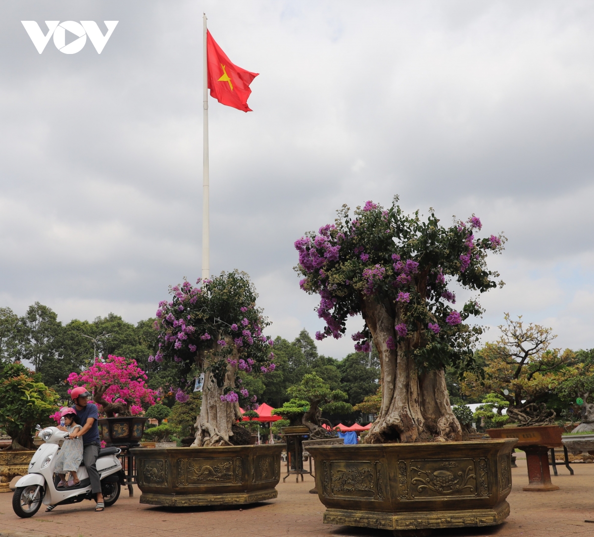 Chiêm ngưỡng những gốc bằng lăng trăm tuổi quý hiếm tại Buôn Ma Thuột