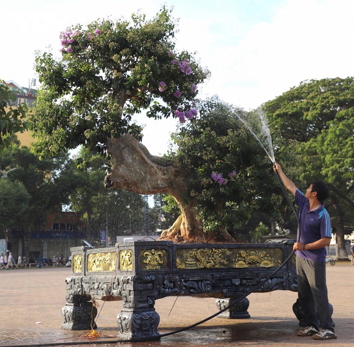 chiêm ngưỡng những gốc bằng lăng trăm tuổi quý hiếm tại buôn ma thuột hình ảnh 6 chiem nguong nhung goc bang lang tram tuoi quy hiem tai buon ma thuot hinh anh 6