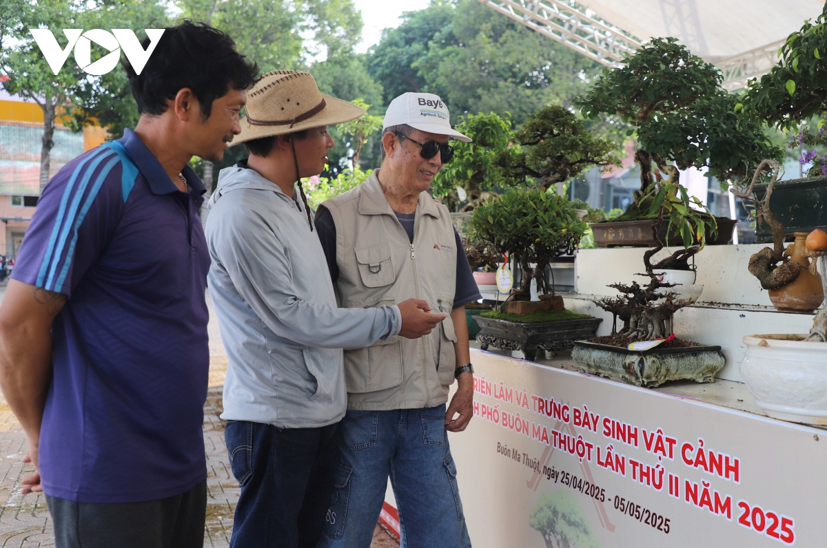 chiêm ngưỡng những gốc bằng lăng trăm tuổi quý hiếm tại buôn ma thuột hình ảnh 5 chiem nguong nhung goc bang lang tram tuoi quy hiem tai buon ma thuot hinh anh 5