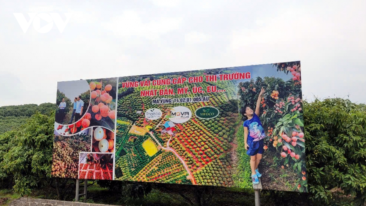 Tân Yên (Bắc Giang) quảng bá vải thiều chín sớm, mở rộng thị trường tiêu thụ