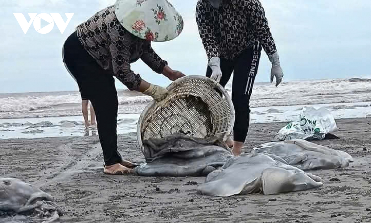 sứa dạt vào bờ sau gió mùa, chỉ 2 tiếng thu hơn chục tấn hình ảnh 1 sua dat vao bo sau gio mua, chi 2 tieng thu hon chuc tan hinh anh 1