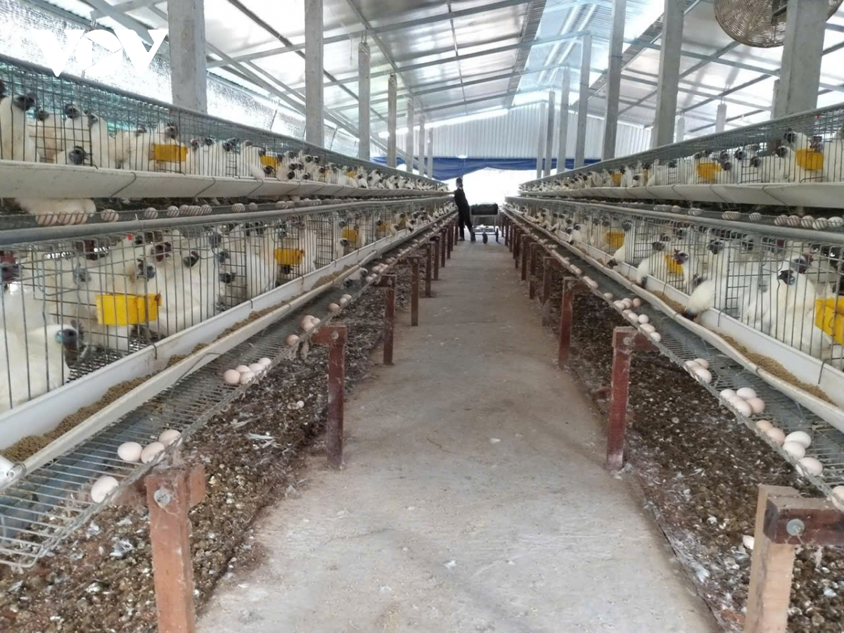 Cảnh báo môi trường ô nhiễm từ các trại chăn nuôi gia cầm tại Tiền Giang