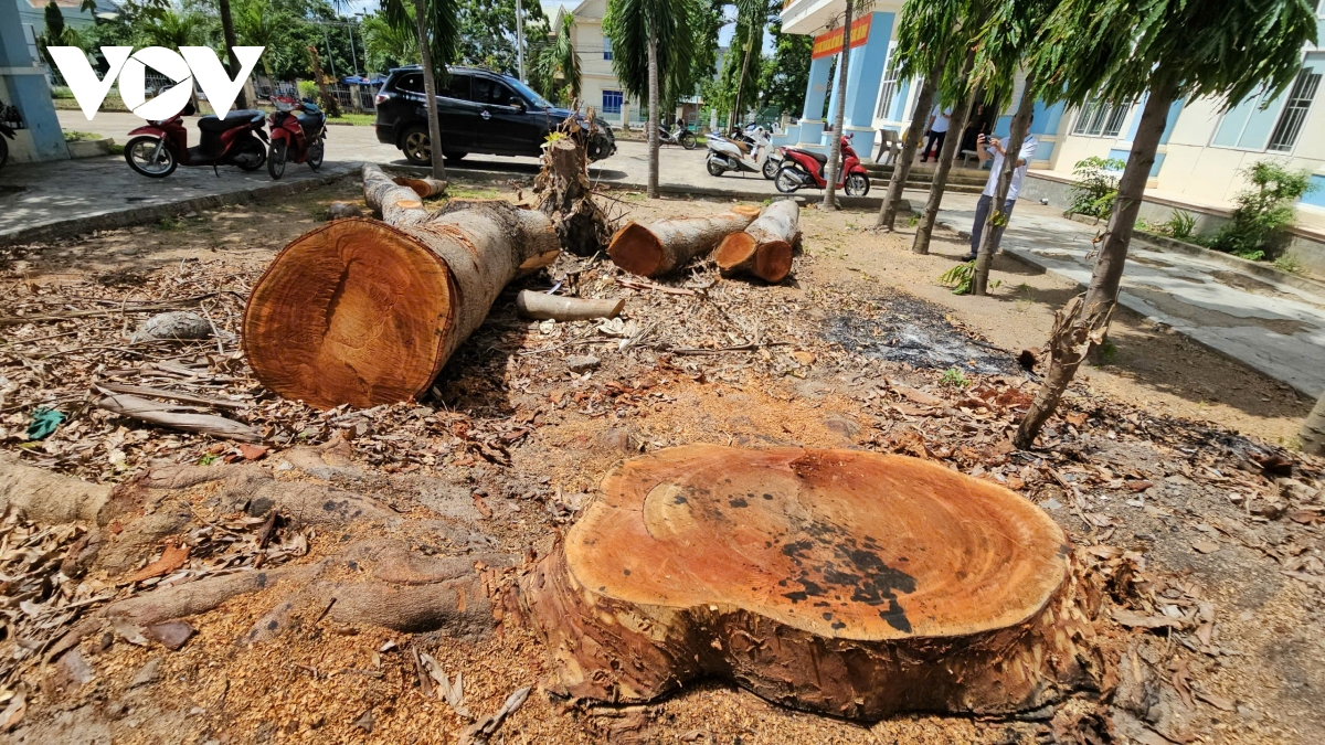 Loạt cây gỗ lớn ở công sở bị đốn hạ, đem bán trước ngày sáp nhập ở Gia Lai