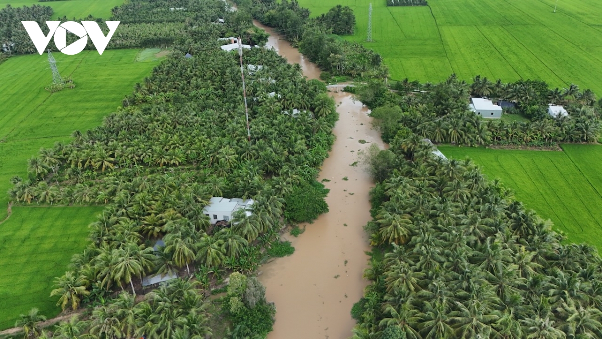 Giá dừa tăng kỷ lục, người Trà Vinh phấn khởi sau nhiều mùa lỗ vốn