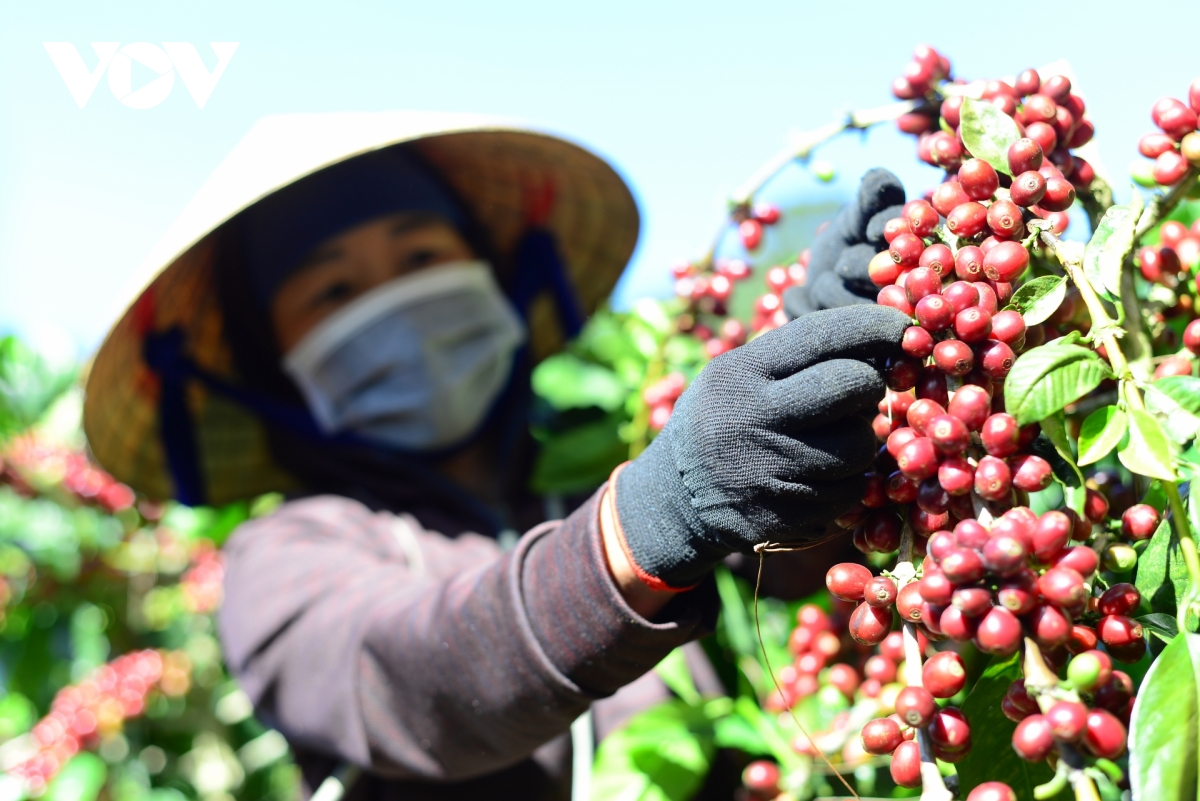 thúc đẩy sử dụng thuốc bảo vệ thực vật có trách nhiệm tại tây nguyên hình ảnh 2 thuc day su dung thuoc bao ve thuc vat co trach nhiem tai tay nguyen hinh anh 2