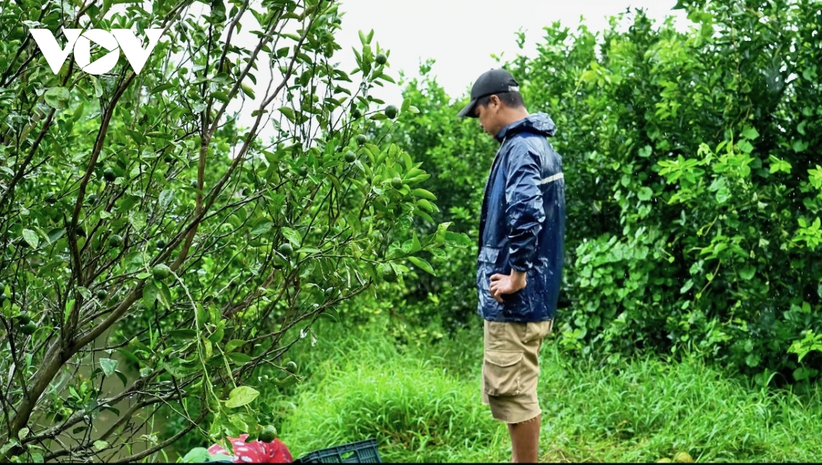 Cam Trà Vinh rớt giá thảm, nông dân khóc ròng vì lỗ nặng