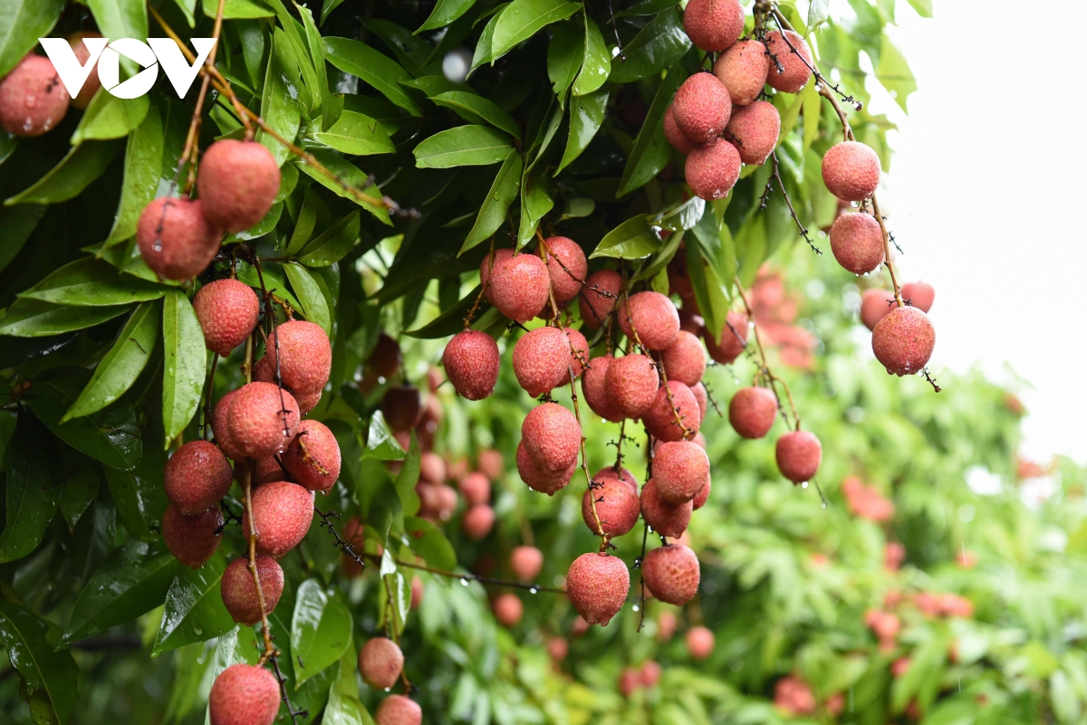 bảo vệ hình ảnh vải thiều bắc giang trước thông tin thất thiệt hình ảnh 1 bao ve hinh anh vai thieu bac giang truoc thong tin that thiet hinh anh 1