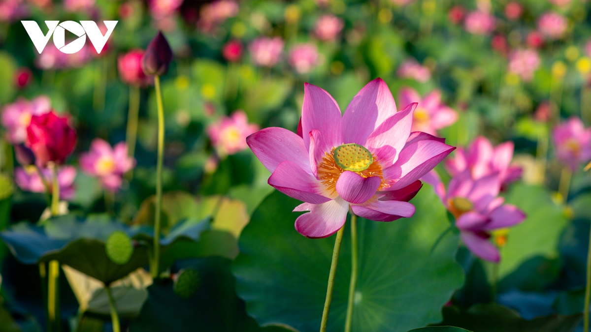 chiêm ngưỡng vẻ đẹp bình yên đầm sen trà lý, quảng nam hình ảnh 2 chiem nguong ve dep binh yen dam sen tra ly, quang nam hinh anh 2