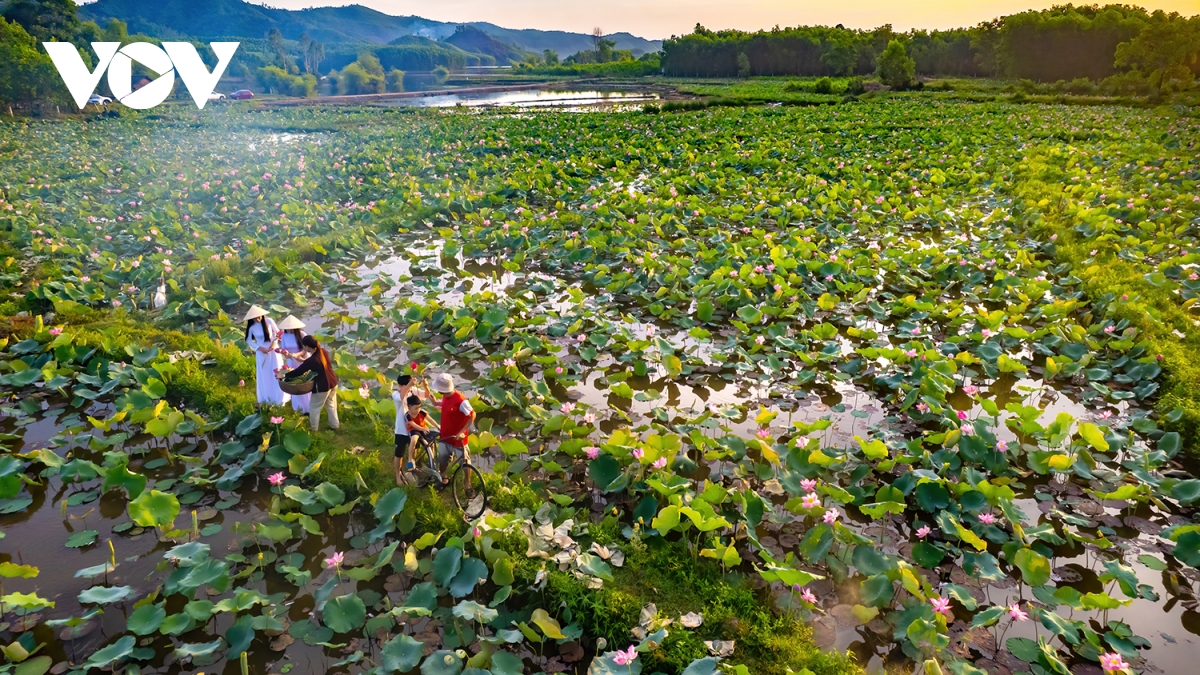 chiêm ngưỡng vẻ đẹp bình yên đầm sen trà lý, quảng nam hình ảnh 4 chiem nguong ve dep binh yen dam sen tra ly, quang nam hinh anh 4