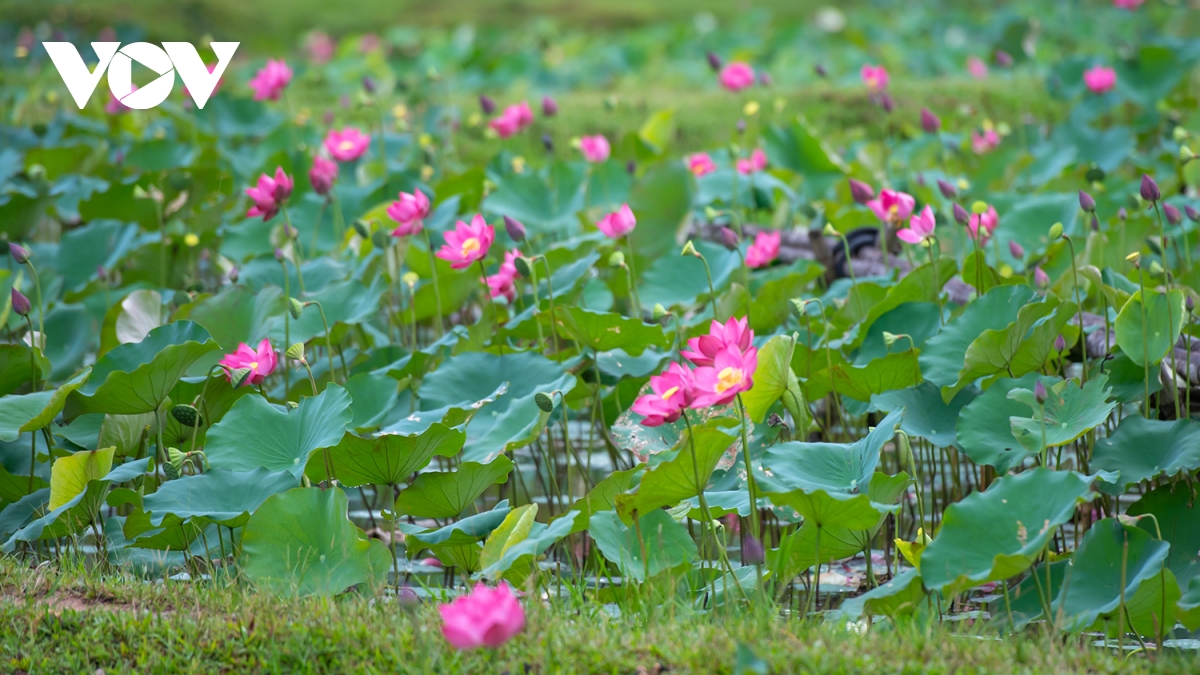 chiêm ngưỡng vẻ đẹp bình yên đầm sen trà lý, quảng nam hình ảnh 8 chiem nguong ve dep binh yen dam sen tra ly, quang nam hinh anh 8