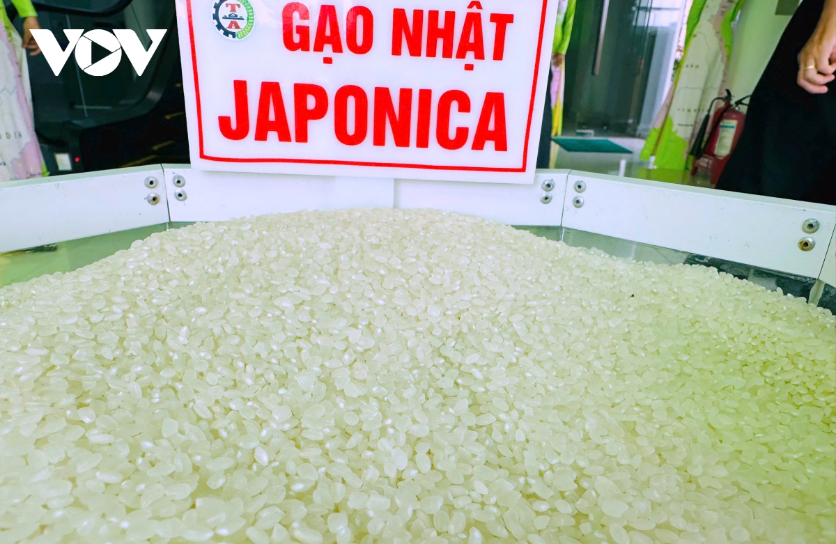 nhãn hiệu gạo việt xanh phát thải thấp chính thức xuất khẩu hình ảnh 3 nhan hieu gao viet xanh phat thai thap chinh thuc xuat khau hinh anh 3