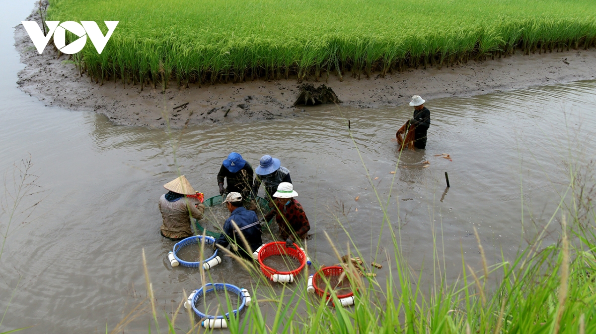 biến thách thức thành cơ hội với mô hình lúa - tôm hữu cơ hình ảnh 1 bien thach thuc thanh co hoi voi mo hinh lua - tom huu co hinh anh 1