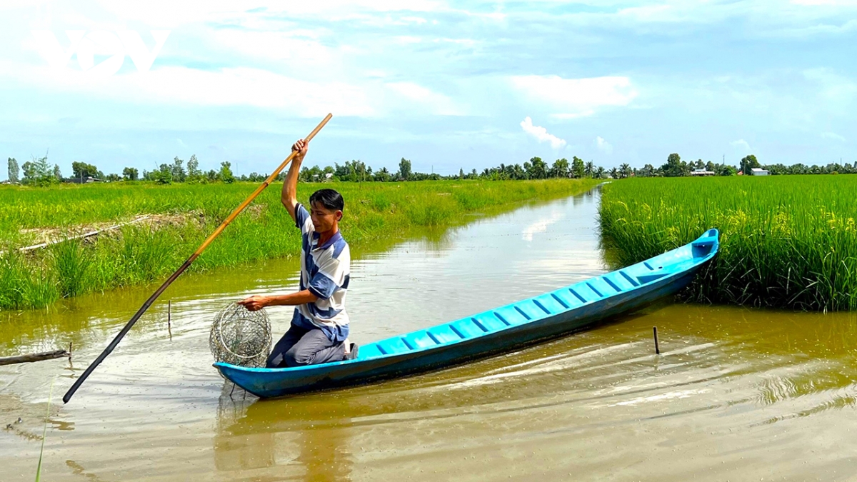 cà mau sẽ sản xuất hơn 1.100ha lúa phát thải thấp hình ảnh 2 ca mau se san xuat hon 1.100ha lua phat thai thap hinh anh 2