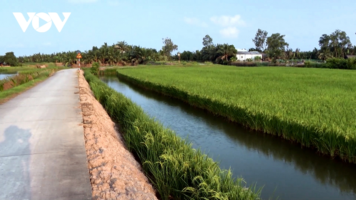 Biến thách thức thành cơ hội với mô hình lúa - tôm hữu cơ