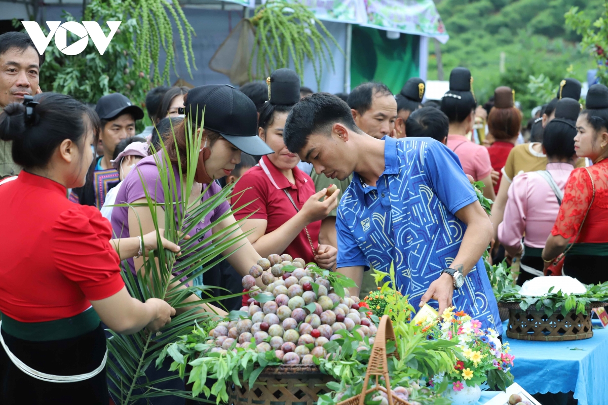 sơn la làm gì để tiêu thụ ổn định trái cây chính vụ hình ảnh 1 son la lam gi de tieu thu on dinh trai cay chinh vu hinh anh 1