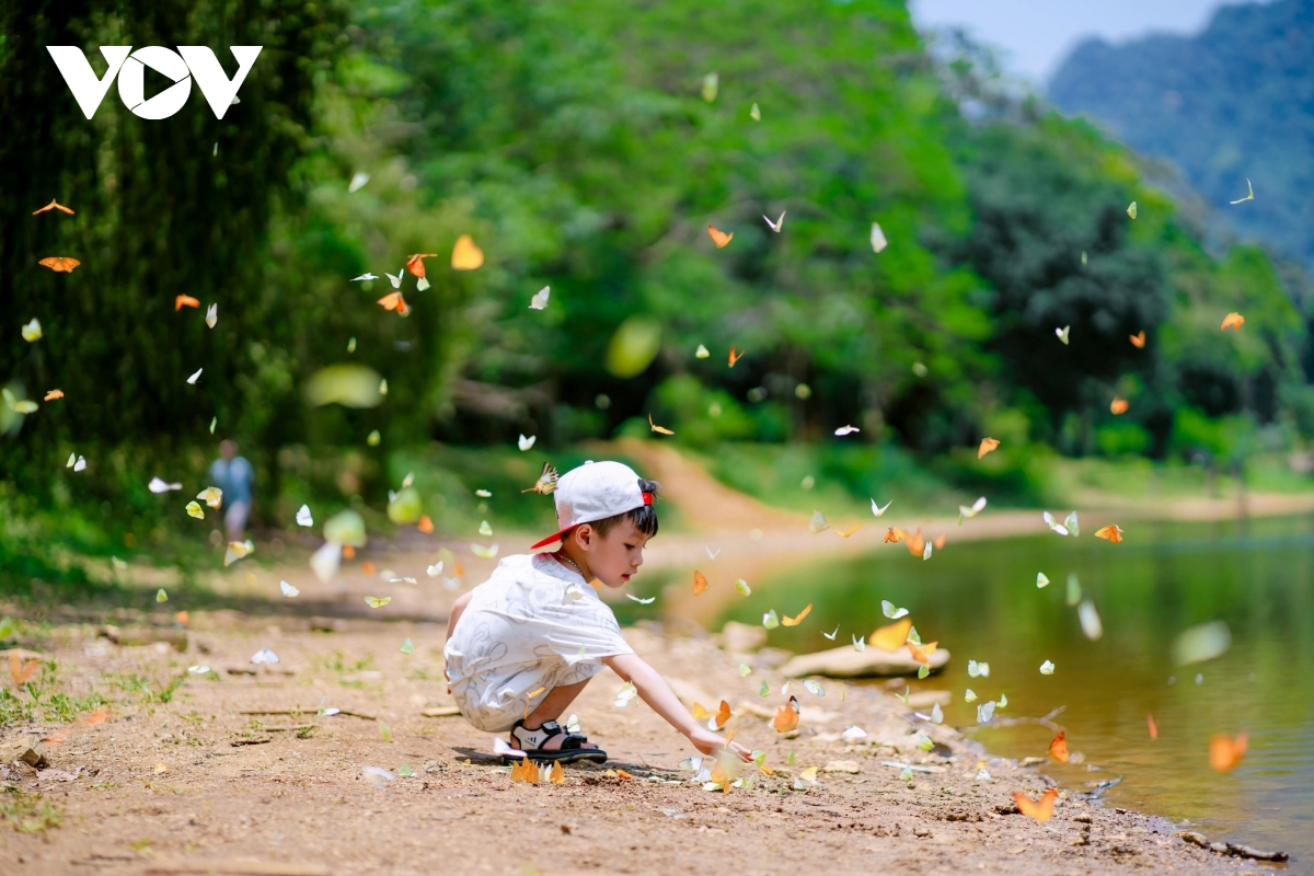 khám phá cúc phương mùa bướm thơ mộng hình ảnh 10 kham pha cuc phuong mua buom tho mong hinh anh 10