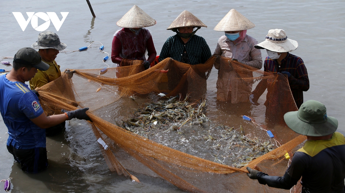 biến thách thức thành cơ hội với mô hình lúa - tôm hữu cơ hình ảnh 3 bien thach thuc thanh co hoi voi mo hinh lua - tom huu co hinh anh 3