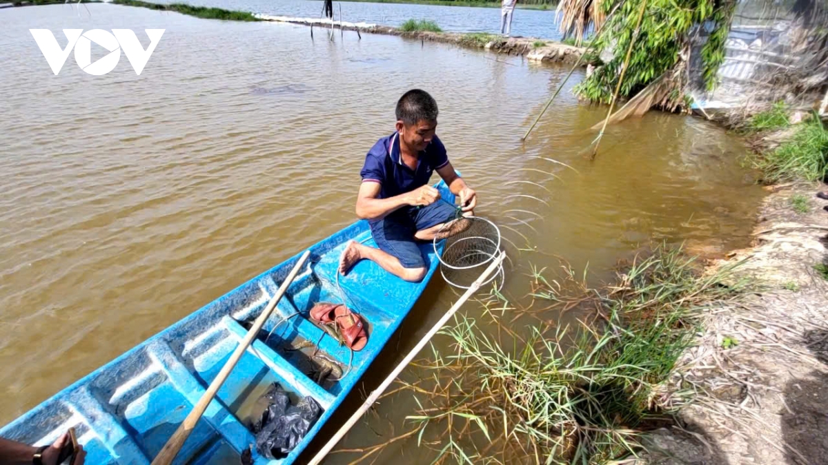 nong dan hau giang phan khoi vi gia tom dau vu cao hinh anh 2