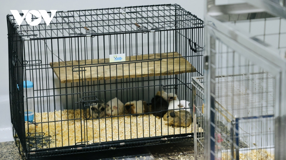 trung tâm nghiên cứu tiền lâm sàng animal lab tạo đột phá cho y học việt nam hình ảnh 3 trung tam nghien cuu tien lam sang animal lab tao dot pha cho y hoc viet nam hinh anh 3