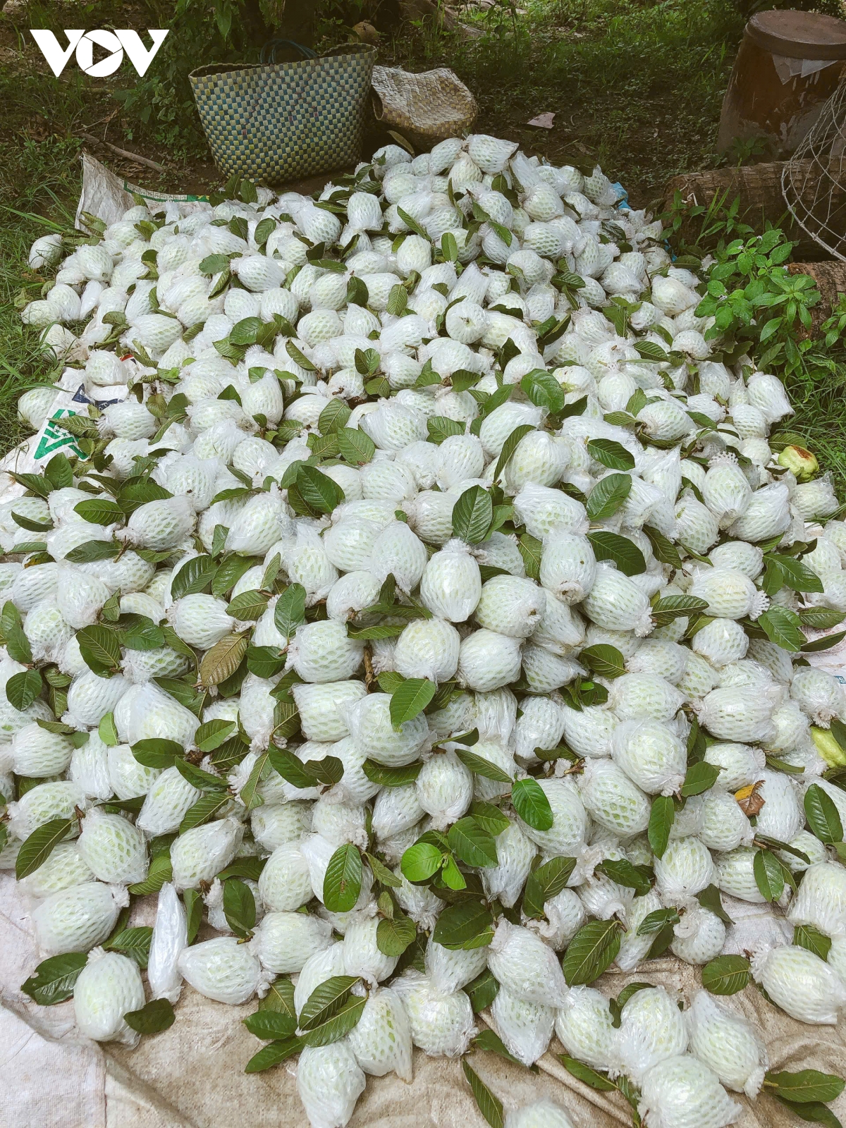 Trái ổi giá thấp, nhiều nhà vườn Tiền Giang bỏ phế không thu hoạch
