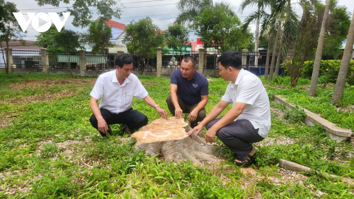xem xét trách nhiệm nguyên chủ tịch xã chỉ đạo chặt cây trước ngày sáp nhập hình ảnh 1 xem xet trach nhiem nguyen chu tich xa chi dao chat cay truoc ngay sap nhap hinh anh 1