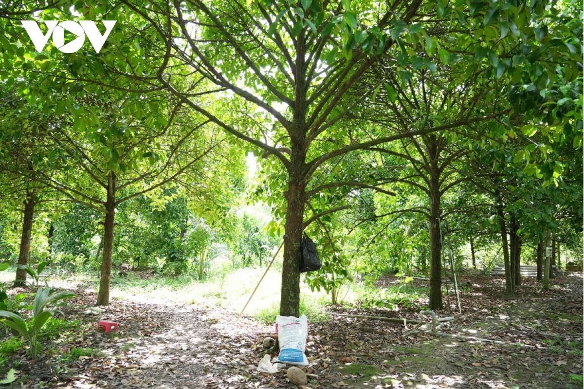 măng cụt mất mùa, giá cao nhưng nông dân vẫn thiệt kép hình ảnh 2 mang cut mat mua, gia cao nhung nong dan van thiet kep hinh anh 2