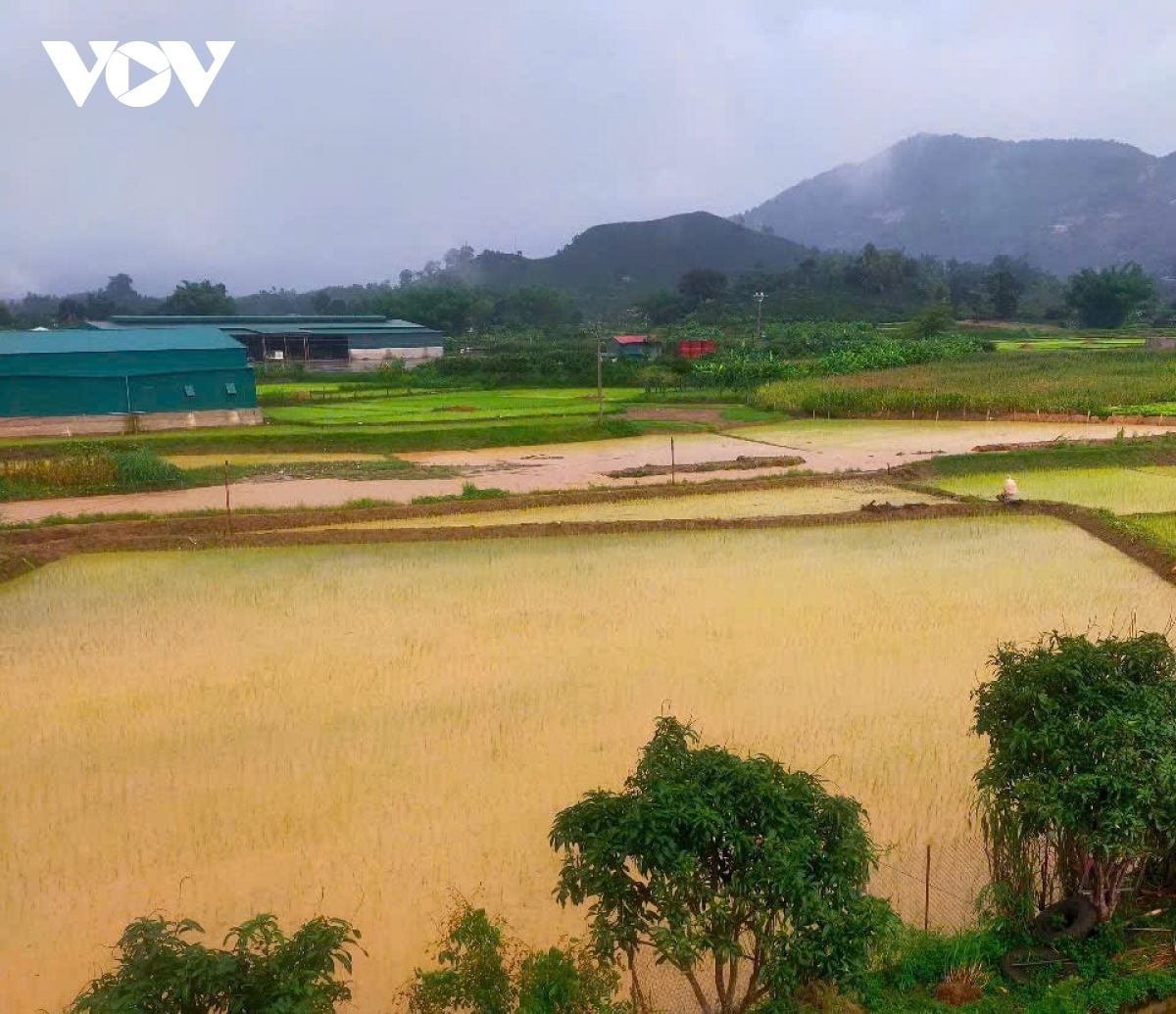 ruong lua ngap ung, sat lo giao thong do mua lon tai son la hinh anh 1