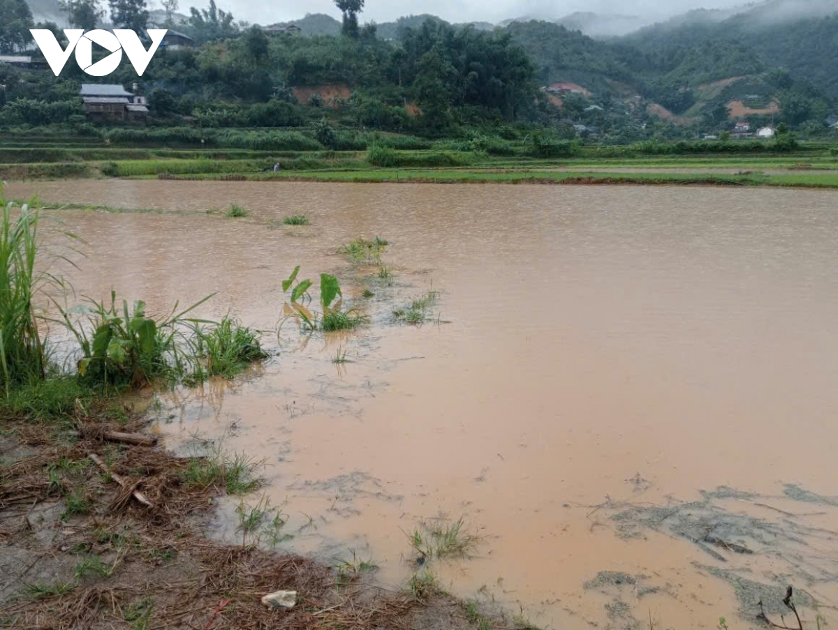ruong lua ngap ung, sat lo giao thong do mua lon tai son la hinh anh 3